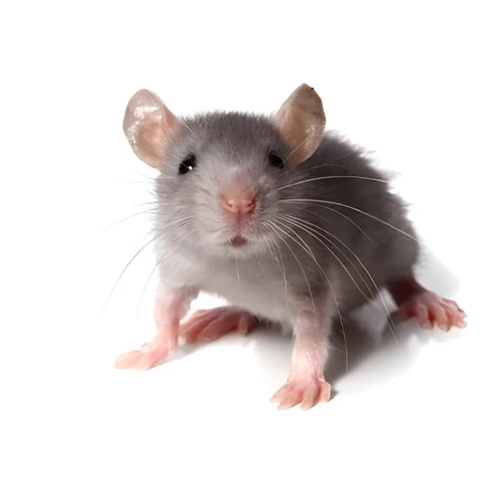 Rat Removal in NJ
