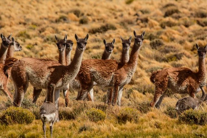 "Guanacos" by Franco Bucci, Fundación Rewilding Chile