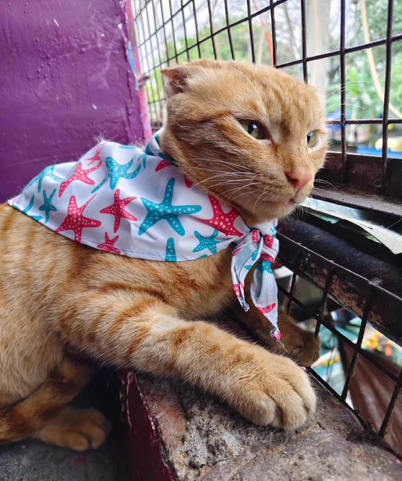 A close-up of a sweet orange tabby cat resting its front paws on a ledge while lying down. The cat is looking out to the right through a wire mesh balcony or fence, wearing the same white bandana with pink and teal starfish. The background features a purple wall to the left and softly blurred greenery outside.