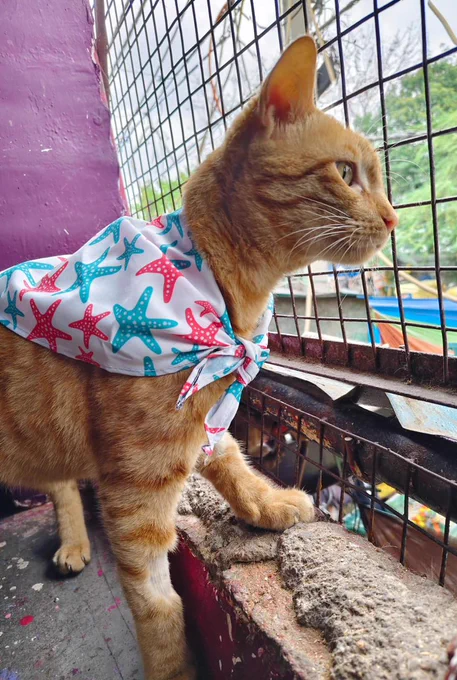 An orange tabby cat standing on a textured ledge, looking intently out through a wire mesh fence. The cat is wearing a cute white bandana patterned with pink and teal starfish. A purple wall is visible on the left side of the frame.