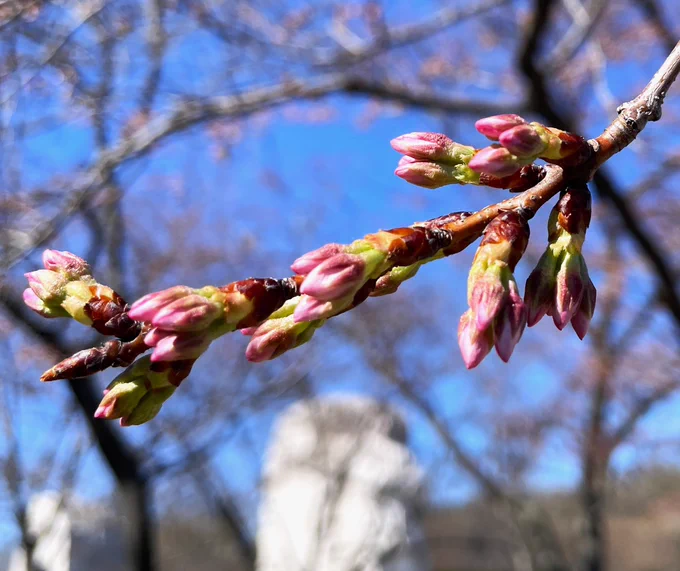 Clusters of little green buds with pink tips growing on thin tree branches.