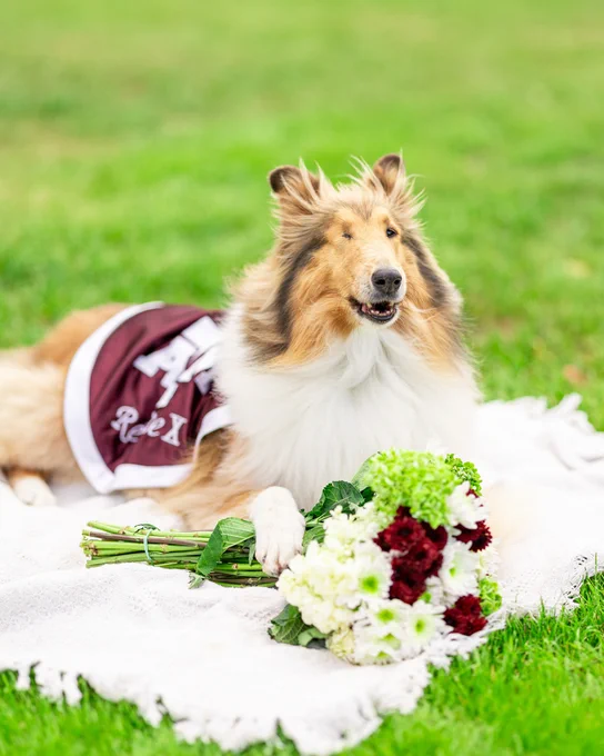 Reveille the dog, wearing a maroon and white Texas A&M blanket labeled "Reveille," is lying on a white blanket on green grass. Reveille is surrounded by a bouquet of green and white flowers with some maroon blooms.