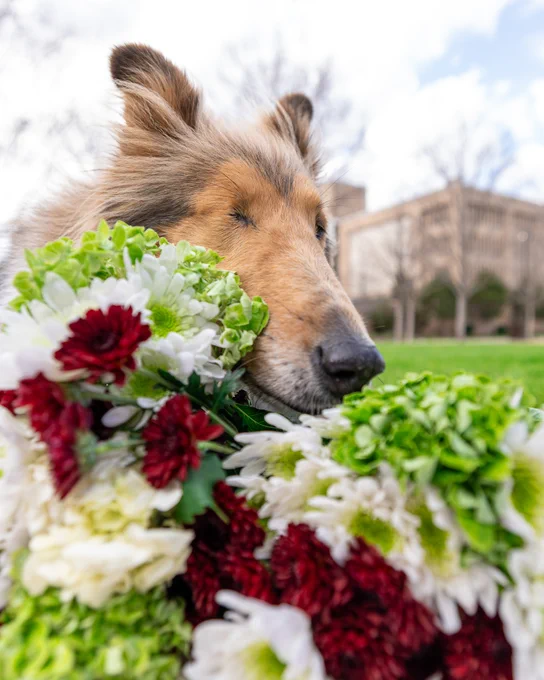 Reveille surrounded by a lush wreath of maroon and white flowers with greenery in an outdoor setting. The background features a blurred building and trees.