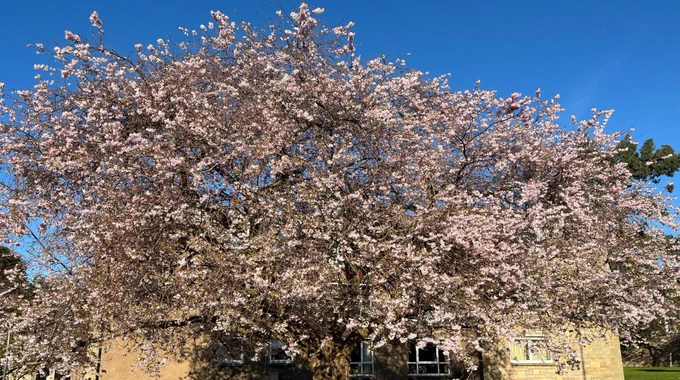 Photo of a beautiful, well-established tree covered in pink and white blossom, against a backdrop of clear blue sky.