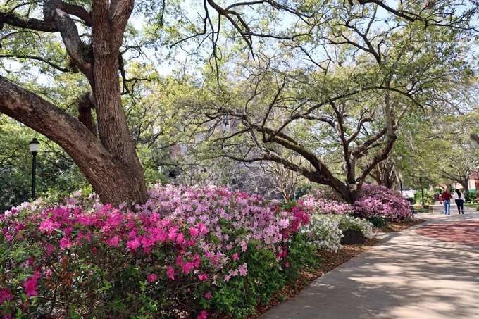 Flowers on Legacy Walk at Florida State University.