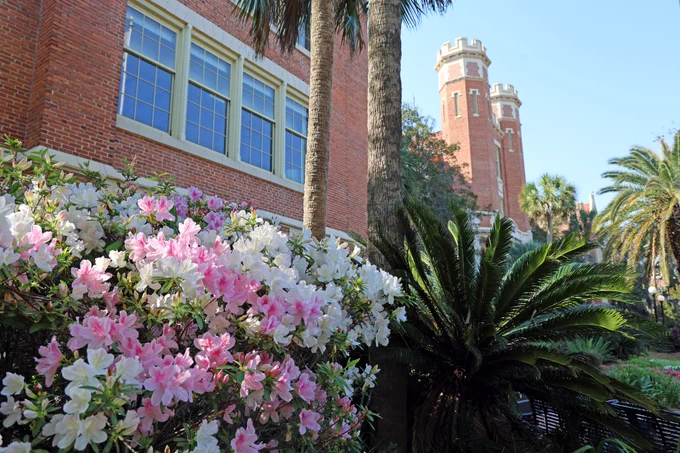 Pink and white azalea's in front of the Westcott Building on FSU's campus.