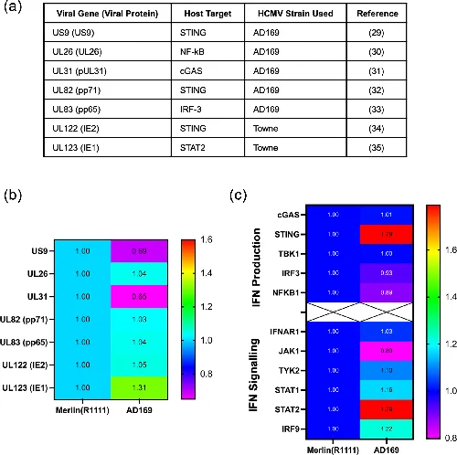 Fig. 1.
Expression of type I IFN pathway proteins during HCMV infection. (a) HCMV type I IFN antagonists, cellular target protein and the strain that was used to characterize viral protein function. (b) Heat map of known HCMV IFN antagonist protein expression after 96 h infection with Merlin(R1111) or AD169 in HFFF cells. AD169 expression normalized to Merlin(R1111) expression of 1 (data taken from K.Nightingale et al. [22]). (c) Heat map of cellular IFN production and IFN signalling protein expression after 96 h infection with Merlin(R1111) or AD169 in HFFF cells. AD169 expression normalized to Merlin(R1111) expression of 1 (from Nightingale et al. [22]).