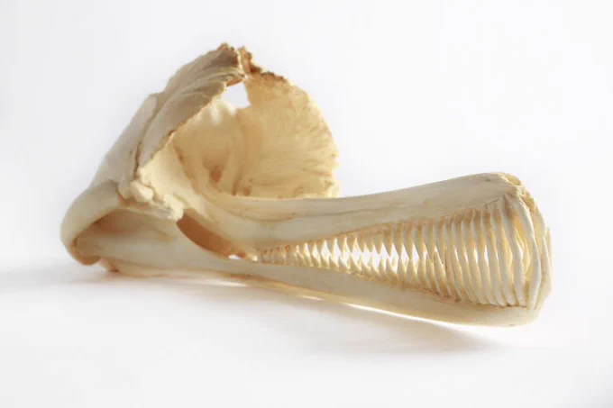Skull of Indus river dolphin (Platanista minor)