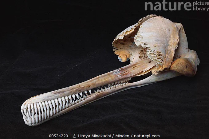 Skull of Ganges river dolphin (Platanista gangetica)