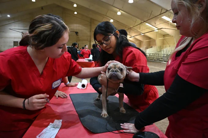 Three individuals in red scrubs are examining a dog on a table inside a large indoor space. The area is well-lit, and there are empty bleachers in the background. The individuals appear focused on the examination.