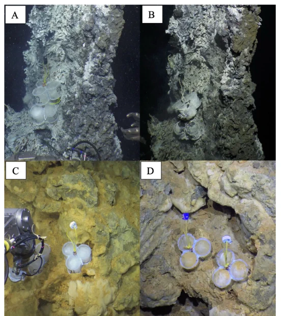 Example images of MGCs from two EPR 9°50′N vent locations. (A) MGCs at the time of placement on a spire at Tica and (B) after 5 days of in situ incubation.(C) MGCs at the time of placement at Riftia Field and (D) after 4 days of in situ incubation. 