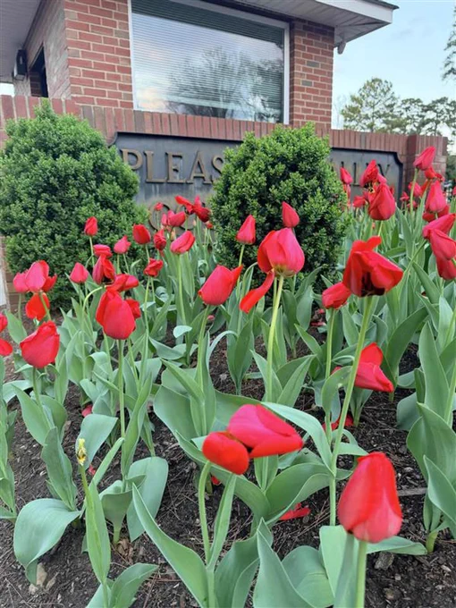 Red tulips in bloom are planted in front of a brick building. The building has a sign partially visible with the letters "pleasant valley".