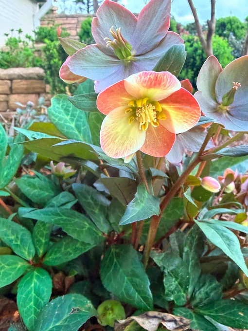 A close-up of a hellebore plant in a garden, showcasing its pink and white flowers among lush green leaves. There's a stone wall and some greenery in the background.