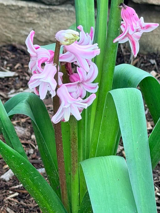 A cluster of pink and white striped hyacinth flowers with green leaves, set against a background of mulch and a stone border.