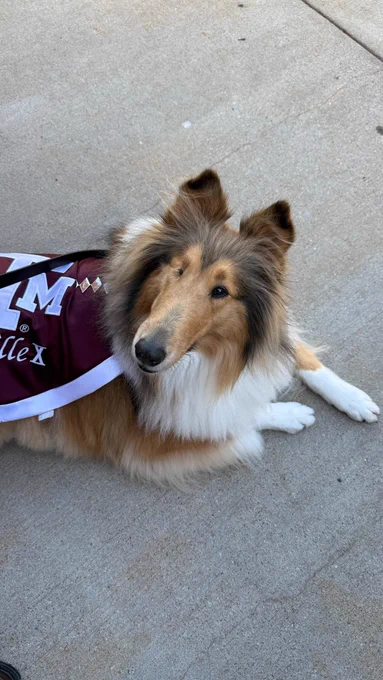 Texas A&M mascot, Reveille, is lying on a concrete surface. She is wearing a maroon and white cape with "Texas A&M" and "Reveille" written on it.