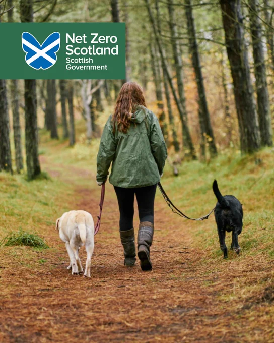 Image of woman walking through forest with two Labradors in Scotland.