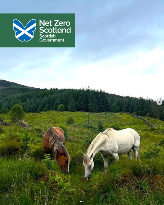 Image of two horses grazing with forest in background.