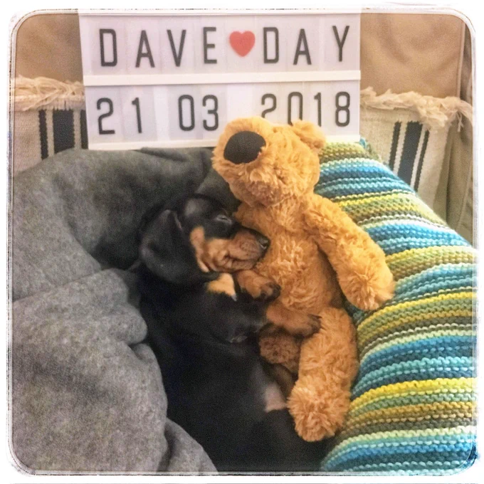 A little black & tan sausage dog puppy sleeps with his teddy which is bigger than him in a blanket snuggled bed, a little sign behind declaring the date.