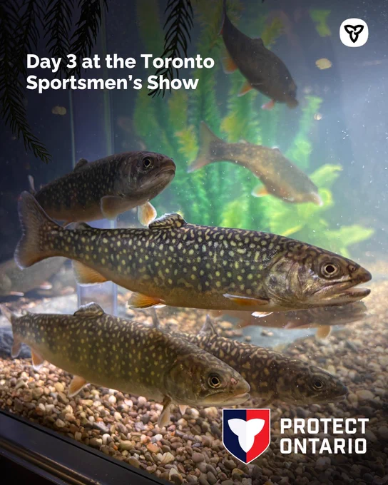 Fish in a fishtank, Text reads “Day 3 at the Toronto Sportsmen’s Show” 