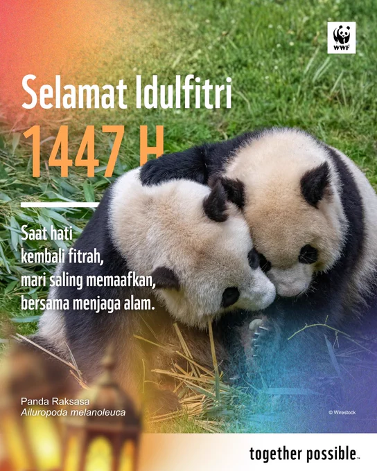 Sebuah poster ucapan Selamat Idulfitri 1447 H dari WWF (World Wide Fund for Nature), menampilkan dua ekor panda raksasa yang saling berangkulan di tengah rumput hijau. Di bagian atas terdapat logo WWF dan tulisan besar 'Selamat Idulfitri 1447 H' berwarna orange. Di bawahnya terdapat kutipan dalam Bahasa Indonesia: 'Saat hati kembali fitrah, mari saling memaafkan, bersama menjaga alam.' Di bagian kiri bawah, terdapat keterangan 'Panda Raksasa (Ailuropoda melanoleuca)'. Di sudut kanan bawah terdapat tulisan 'together possible' dan '©️ Wirestock'. Di bagian bawah juga terdapat dua buah lentera hias di atas permukaan air atau cermin yang berkilau, dengan gradasi warna orange dan biru yang menyatu.