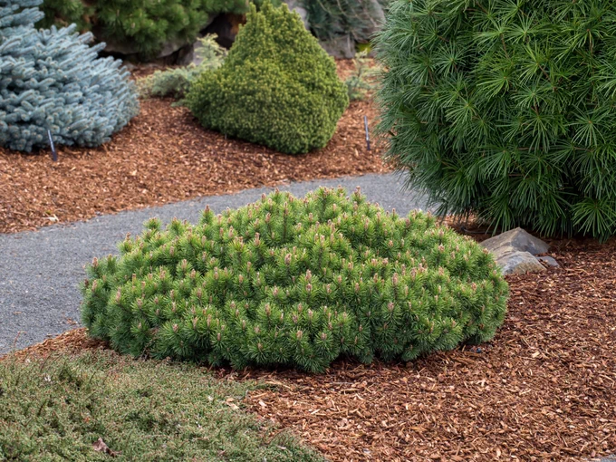 As the snow melts, gradually revealing your garden, study the woody framework. Are there enough sculptural elements to make the spring garden look interesting even without perennials? In my column today, you will find suggestions for appealing new shrubs that offer a variety of distinct shapes from ground hugging to columnar, weeping, spiky, and vase-shaped. Which one is your favourite? 
