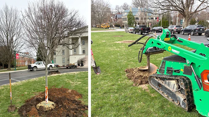 trees being planted on a campus lawn