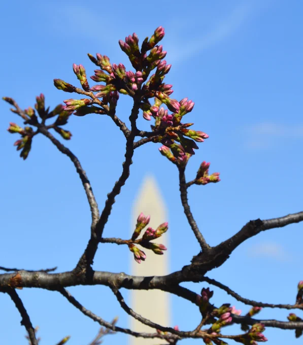 A thin tree branch covered in clusters of green buds with long pink tips with the tip of the Washington Monument in the background under a clear blue sky.