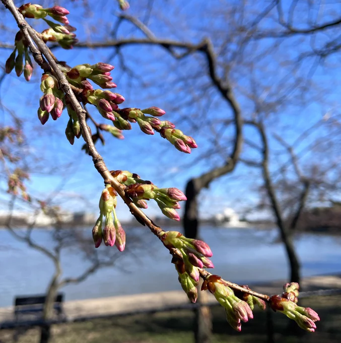 Clusters of green buds with long pink tips growing on thin tree branches with the Tidal Basin and Jefferson Memorial in the background.