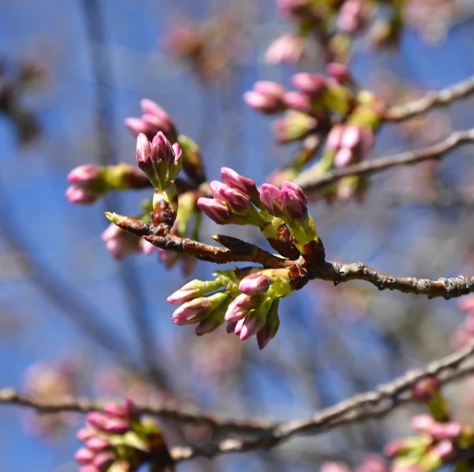 Clusters of green buds with long pink tips growing on thin tree branches.