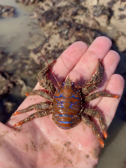 Spiny Squat Lobster
