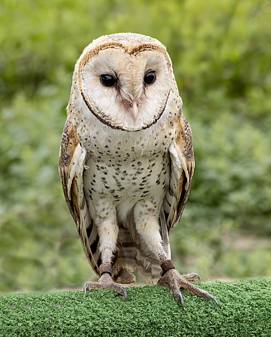 Barn owl bird of prey