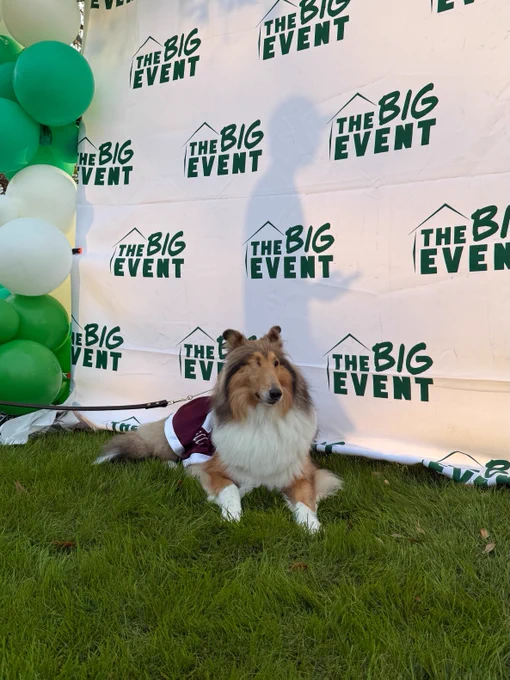 A fluffy dog, Texas A&M's mascot Revielle, with a brown and white coat wearing a maroon blanket, is sitting on the grass in front of a backdrop that reads "The Big Event." Balloons are part of the decor.