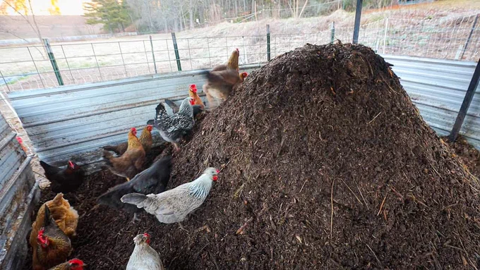 @karolineleavitt @BrookeLRollins Before industrial agriculture, South African farmers relied on natural inputs like chicken manure to build some of the most productive soils in the world. Rich in nitrogen, phosphorus, and potassium, chicken litter fed crops, strengthened soil structure, and increased microbial life, creating long-term fertility instead of depletion.

Today, with fertilizer shortages rising, the solution may already exist. The U.S. produces massive amounts of poultry waste every year. By collecting and properly composting chicken manure, farmers can reduce dependence on synthetic fertilizers, cut costs, and restore soil health using a resource that is already abundant.
