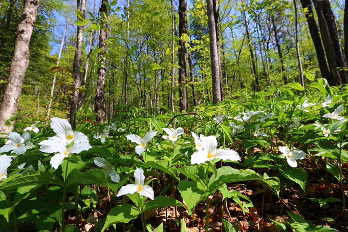 White trillium flowers blooming on the forest floor with tall trees and green foliage under a clear blue sky.