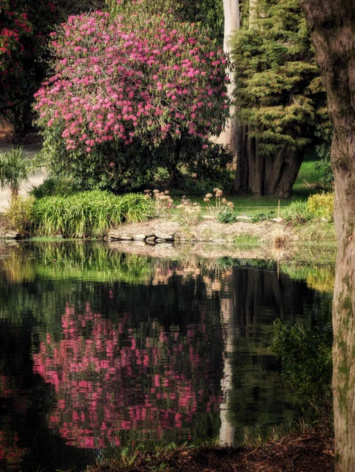 A large, vibrant pink flowering bush stands on the grassy bank of a calm pond, flanked by tall, mature evergreen trees. The dark, still water creates a perfect, mirror-like reflection of the bright pink blooms and the surrounding green foliage. The scene is peaceful and bathed in soft, natural light, highlighting the rich spring colours and textures of the lush garden landscape.