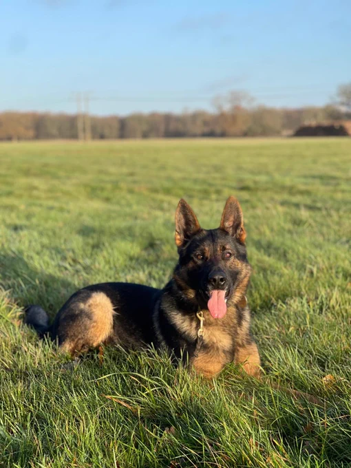 PD Pumba