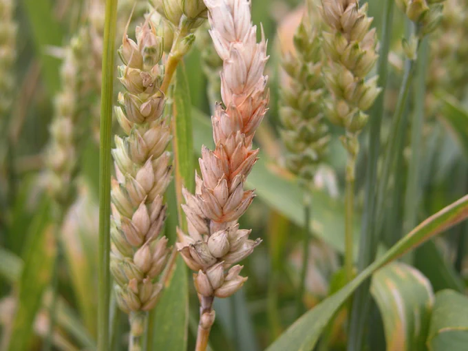 Wheat with orange mold and bleaching on kernels.