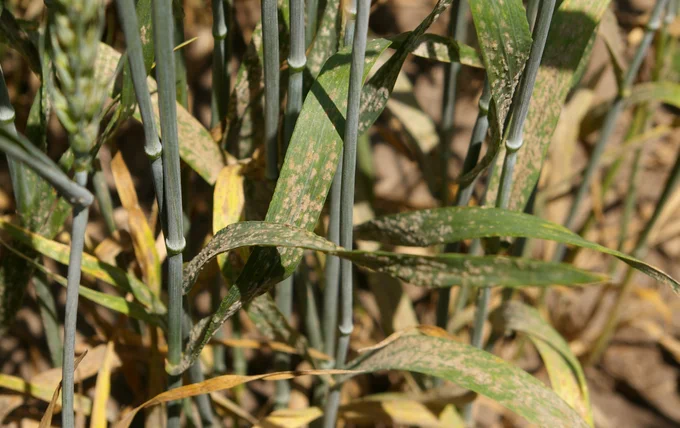 Wheat leaves with mold growth. 