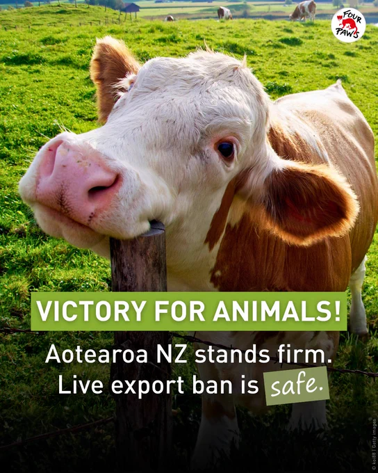 Graphic celebrating the retention of the live export ban in New Zealand, featuring a peaceful cow in a green field with text: Victory for Animals! Aotearoa retains live export ban.