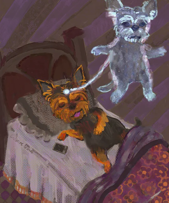 painting of a yorkshire sleeping and projecting astrally