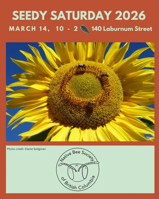 A photo of a native bees on a sunflower, has text above it which says, “Seedy Saturday 2026, March 14, 10 to 2, 140 Lanburnum Street.” Below the photo is a banner with the logo of the BC Native BC Society. Photo credit: Elaine Sedgman.