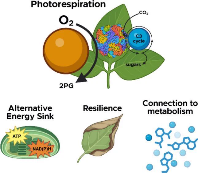 Fig. 1 This perspective explores the role of photorespiration in broader plant physiology. Photorespiration starts with the detoxification of 2-phosphoglycolate (2PG) and relates to ATP and NAD(P)H use, plant resilience, and as a hub for metabolism. Image from Biorender
