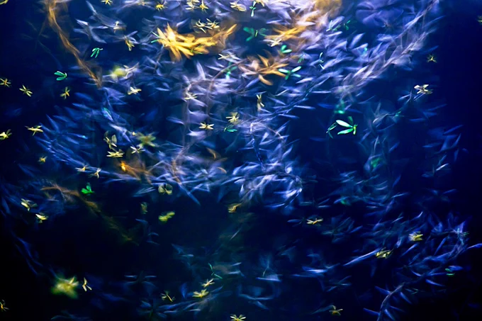 Swirling patterns of glowing yellow and green insects against a deep blue background create a dynamic, ethereal effect. Photo (c) Anirban Dutta 2025