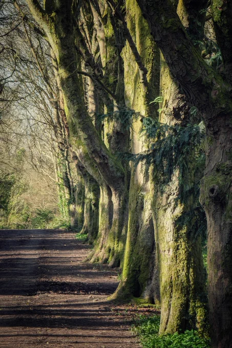 A vertical, high-angle shot of a row of ancient, thick-trunked trees lining a dirt path. The trees are heavily carpeted in vibrant, textured green moss, which glows in the warm, low-angled sunlight filtering from the left. Long, dark shadows from the trunks stretch across the brown, leaf-strewn path, creating a rhythmic pattern. A few evergreen branches peek into the frame, and the background is a soft, out-of-focus mix of winter branches and golden light. The mood is peaceful and earthy.