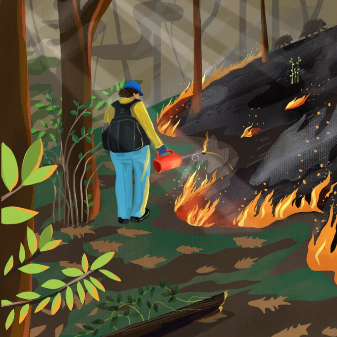 A fire lighter uses a drip torch to ignite a low-intensity fire on the forest floor, and coax it down the hill. On the burned side, a small hazel plant is resprouting and porcupines walk in the background.