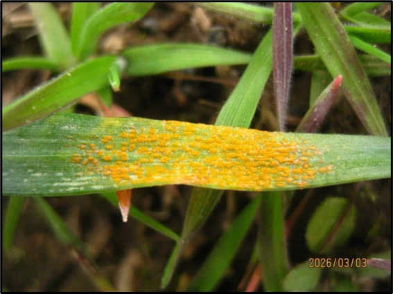 Stripe rust on a winter wheat leaf.