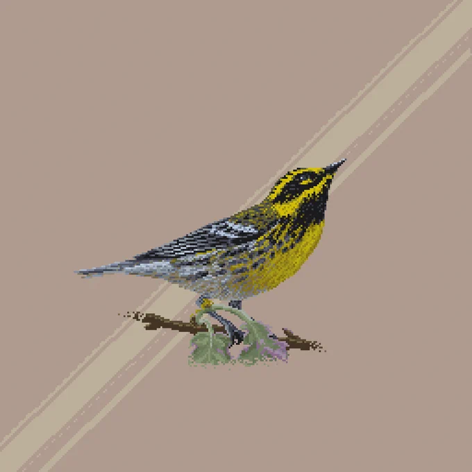 pixel art of a male Townsend's warbler perched on a small branch and looking up, its legs and feet partially obscured by two oak leaves protruding forward and to the  right. The warbler has bright yellow colorings on its face and breast with a black eye-ear patch and smaller yellow band just beneath the eye within that patch, and stripes of black and gray following just underneath the wing, giving way to white, gray and brown colors below. The wing feathers are dark with light edges and two wing bars. A subtle beam of light crosses behind the bird from the upper right to the lower left, against a light reddish-tan background