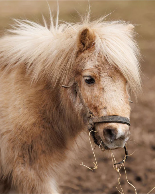Norman, a fluffy, light brown pony with a flowing mane, stands on a patch of dry, brown grass. Norman is wearing a dark halter and has strands of hay in his mouth.