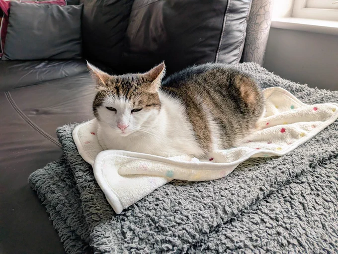 A chubby tabby is lying on a small kitten blanket on top of a big grey blanket on top of a sofa. His ears are pointing backwards to where he suspects she will appear from.