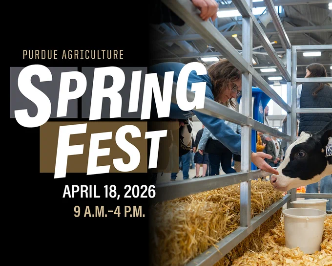 Graphic promoting Purdue Agriculture Spring Fest on April 18, 2026, from 9 a.m. to 4 p.m. The design features the words “Spring Fest” in large text alongside a photo of a person reaching through a livestock pen to interact with a calf inside a barn during the event.